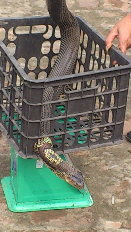 Hình ảnh của một con rắn hổ mang nặng 4 kg.